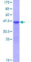 Human ZNF280D Protein (Recombinant GST)