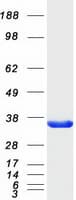 Human SULT4A1 / Sulfotransferase 4A1 Protein (Recombinant Myc-DDK (Flag))
