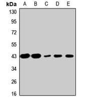 PA2G4 / EBP1 Antibody