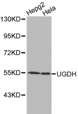 UGDH / UDPGDH Antibody