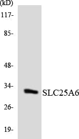 Polyclonal Rabbit anti-Human SLC25A6 / ANT3 Antibody (aa106-155, WB)