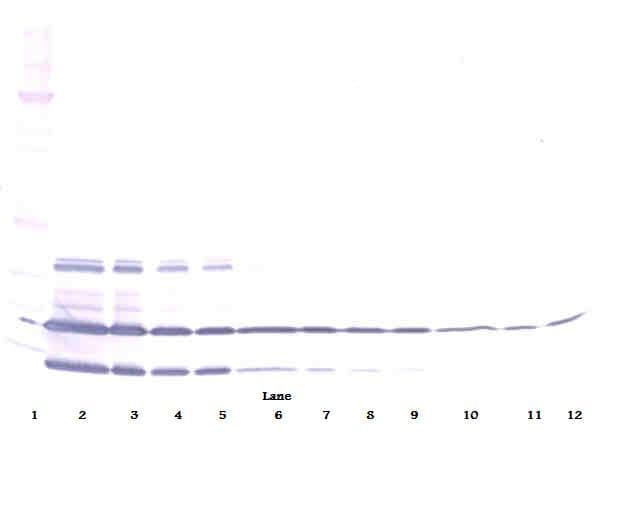 RETN / Resistin Antibody (Biotin)
