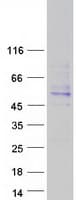 Human AMICA / JAML Protein (Recombinant Myc-DDK (Flag))