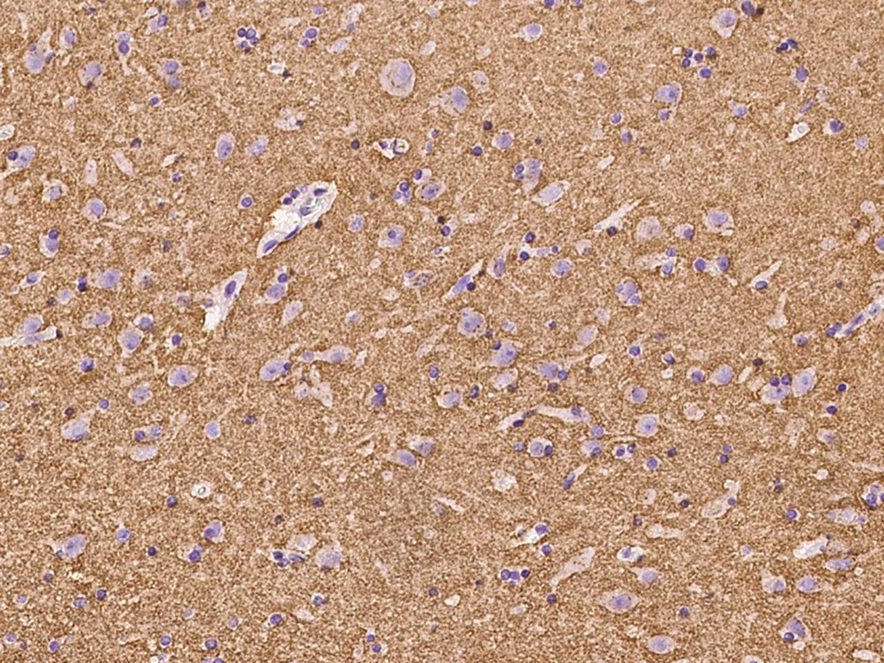 SNAP25 Antibody (Preservative Free)