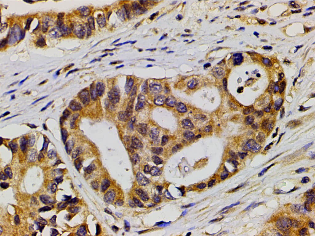 EFNB2 / Ephrin B2 Antibody