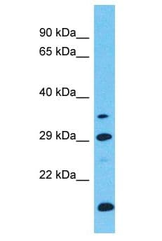 LRRC46 Antibody (aa272-321)