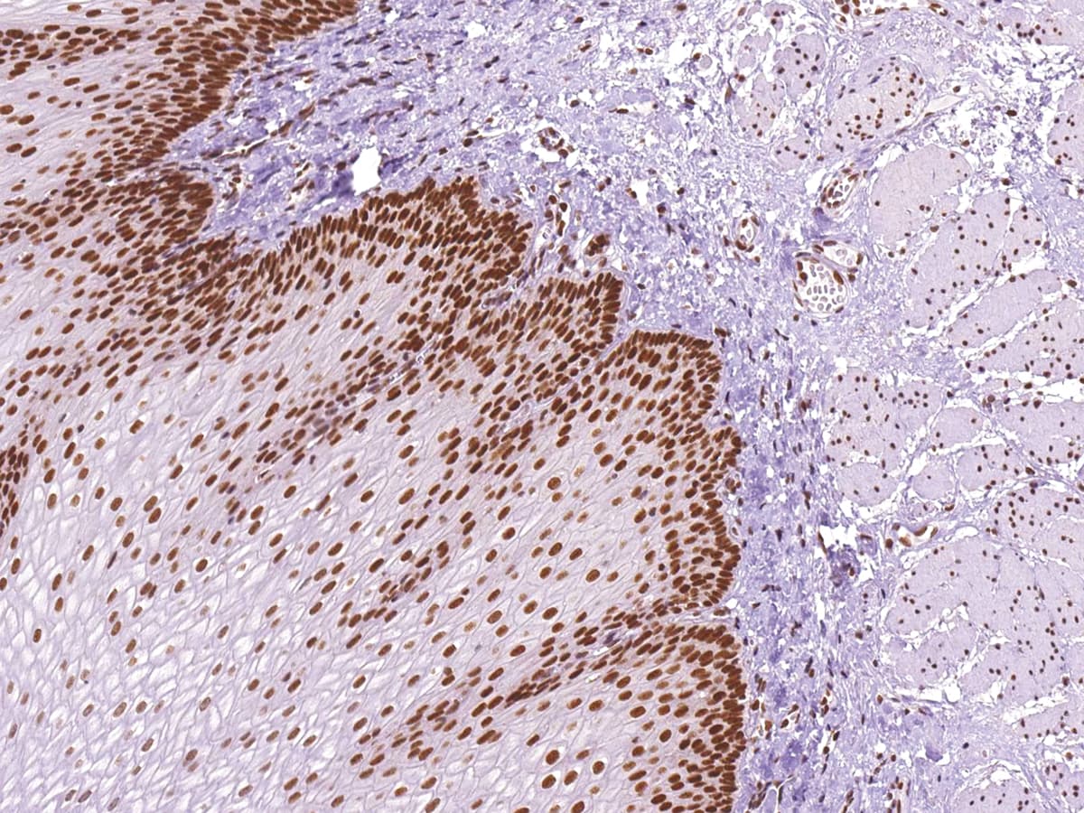 MLH1 Antibody (Ready-to-Use)