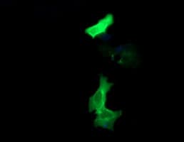 PCDH7 Antibody (clone OTI2C2, Carrier-free)