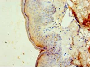 DNAJB2 Antibody (aa2-324, FITC)