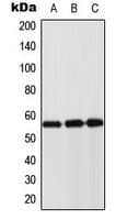 PathPlus™ KRT8 / CK8 / Cytokeratin 8 Antibody (Internal)