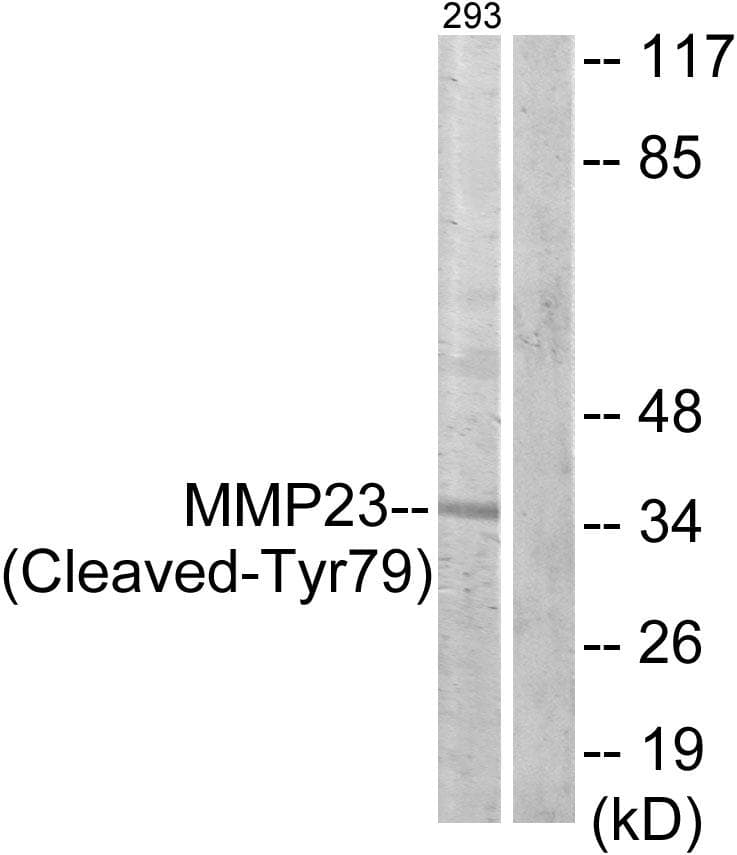 MMP23 Antibody (Cleaved-Tyr79)