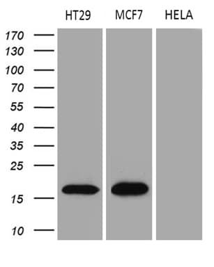 Monoclonal Mouse anti-Human AGR2 Antibody (clone OTI3B5, aa21-175, IHC, WB)