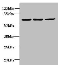 CPSF3L Antibody