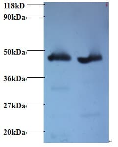 GOT2 Antibody (HRP)