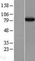 APPL1 / APPL Protein (Over-Expression Lysate Myc-DDK (Flag))
