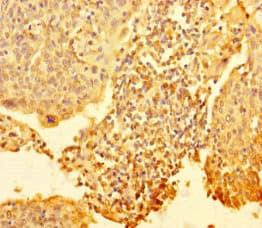 RTF1 Antibody