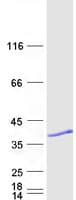 Human ANXA1 / Annexin A1 Protein (Recombinant Myc-DDK (Flag))