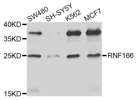 RNF166 Antibody