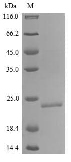 Mouse IL18 Protein (Recombinant)