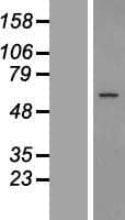 GPR89B Protein (Over-Expression Lysate Myc-DDK (Flag))
