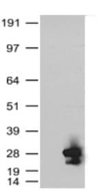 Monoclonal Mouse anti-Human KRAS Antibody (clone 2C1, Carrier-free, WB)
