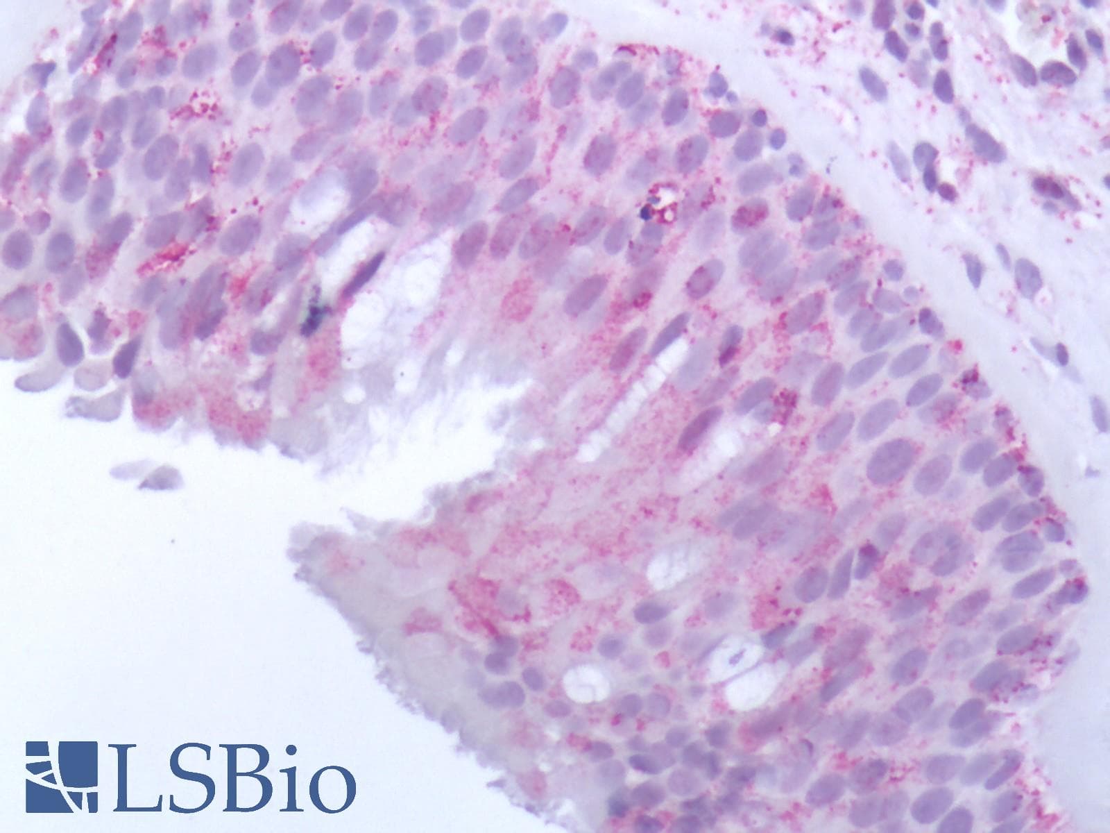 IHC-plus™ OR10J5 Antibody (Extracellular Domain)