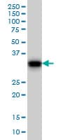 GAS2 Antibody (clone 4E11)
