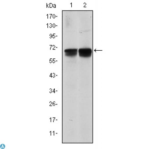 BLNK Antibody
