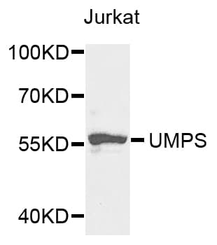 UMPS / OPRT Antibody