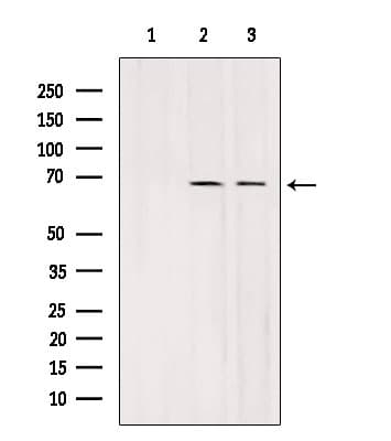 Polyclonal Rabbit anti-Human SLC7A3 / CAT-3 Antibody (WB)