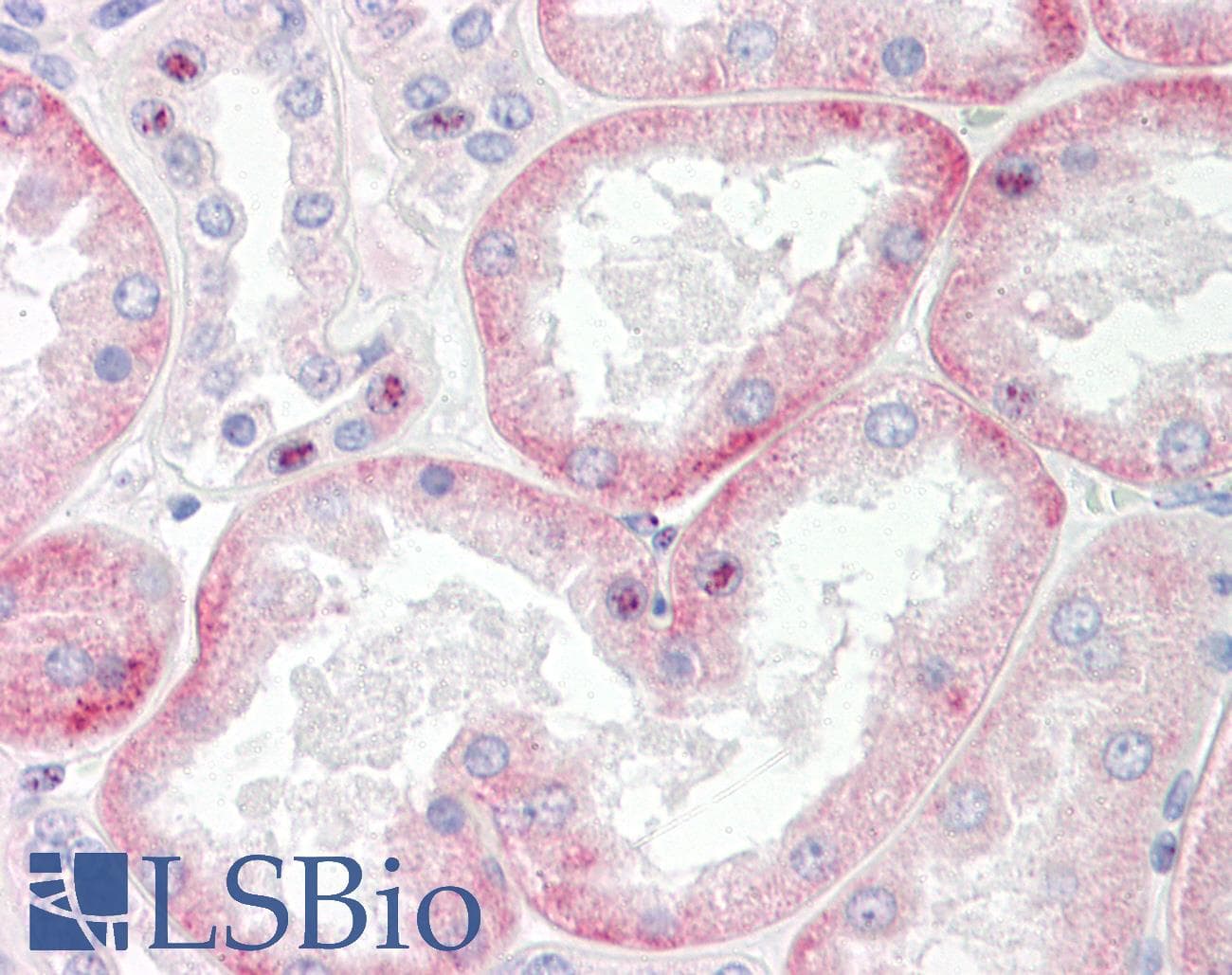 SLC22A6 / OAT1 Antibody (C-Terminus)
