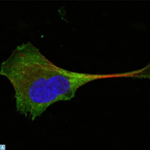 WNT10B Antibody