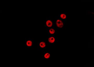 Histone H3 Antibody (Acetyl-Lys23)