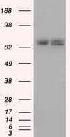 Heat Shock Protein 70 / HSPA1A Antibody (clone OTI3G9)