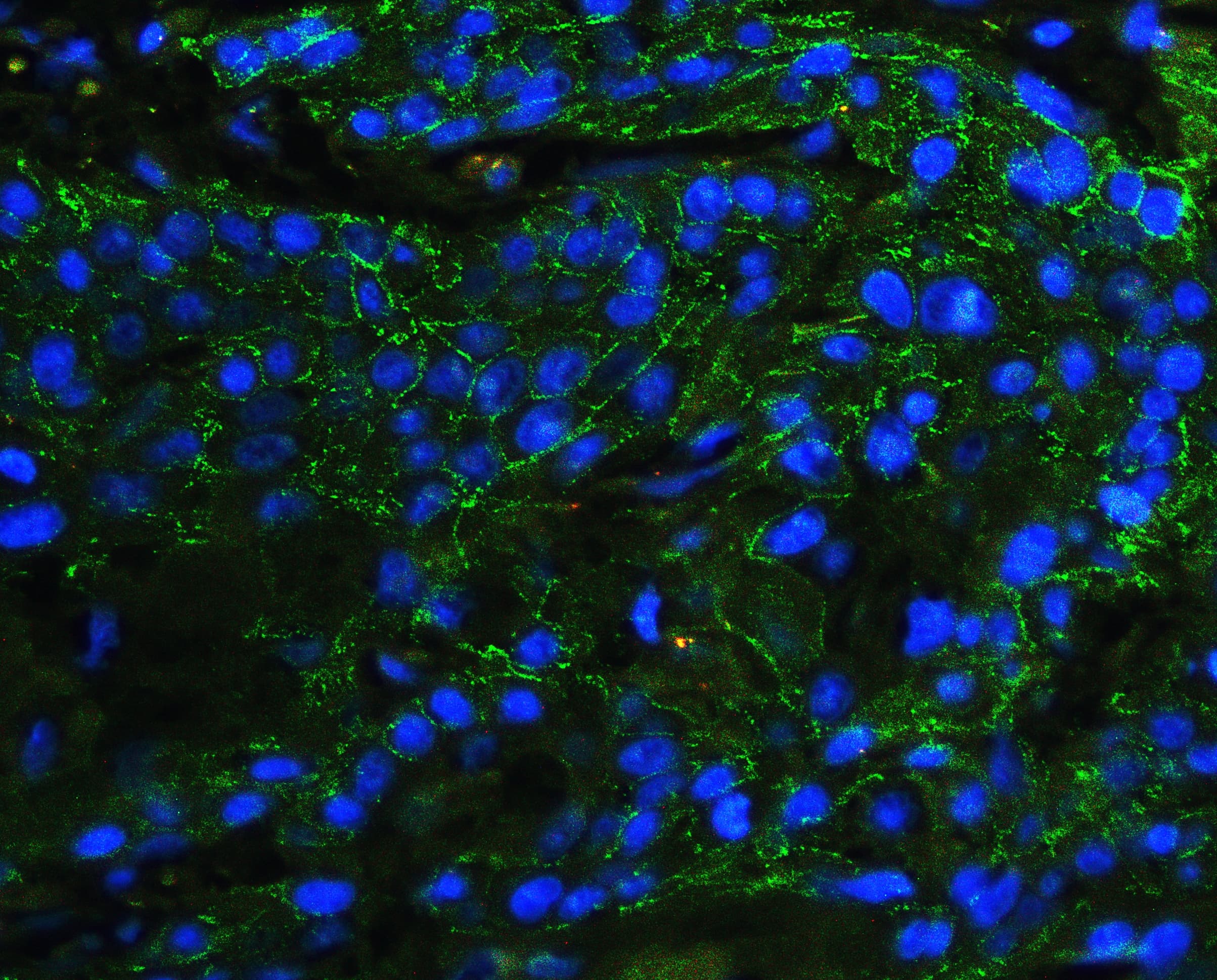 CDH3 / P-Cadherin Antibody