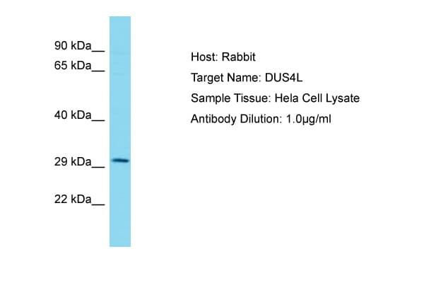 DUS4L Antibody (aa38-87)