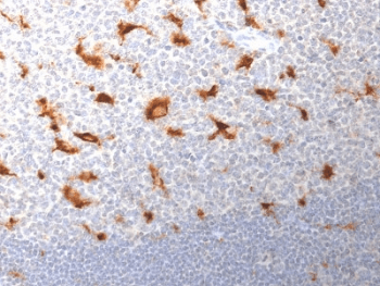 CD68 Antibody (clone LAMP4/1830)