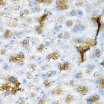 NCL / Nucleolin Antibody