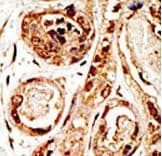 Polyclonal Rabbit anti-Human SENP3 Antibody (aa1-30, IHC, WB)