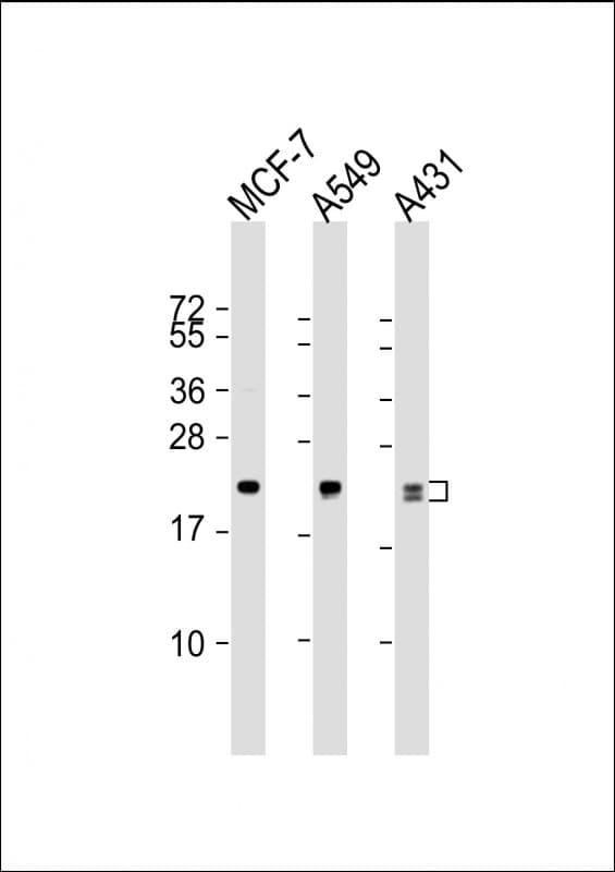 RAB13 Antibody (aa1-203, clone 1600CT845.37.29)