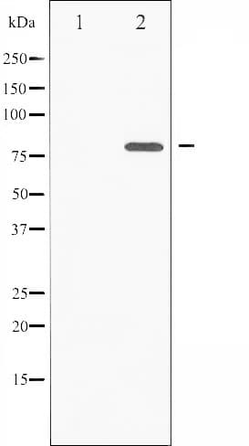 Polyclonal Rabbit anti-Human PRKCZ / PKC-Zeta Antibody (phospho-Thr560, IHC, IF, WB)