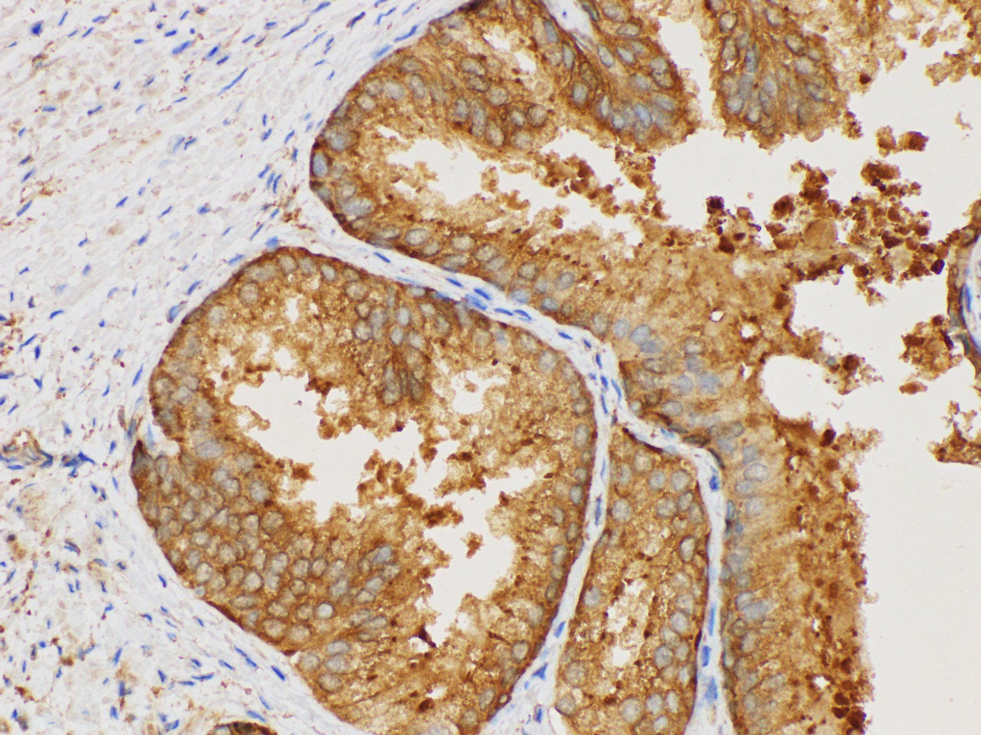 MIF Antibody