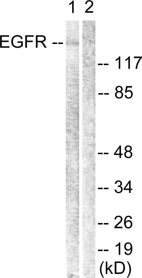 EGFR Antibody (p1069)