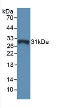 GSTO1 Antibody (aa24-233)