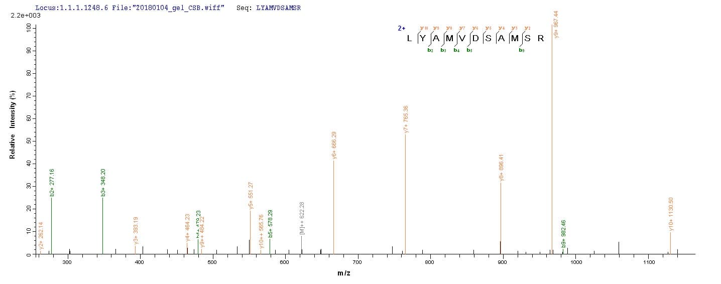 Mouse UPK3A / UPK3 / Uroplakin III Protein (Recombinant 10His, N-terminus + Myc, C-terminus)