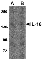IL16 Antibody