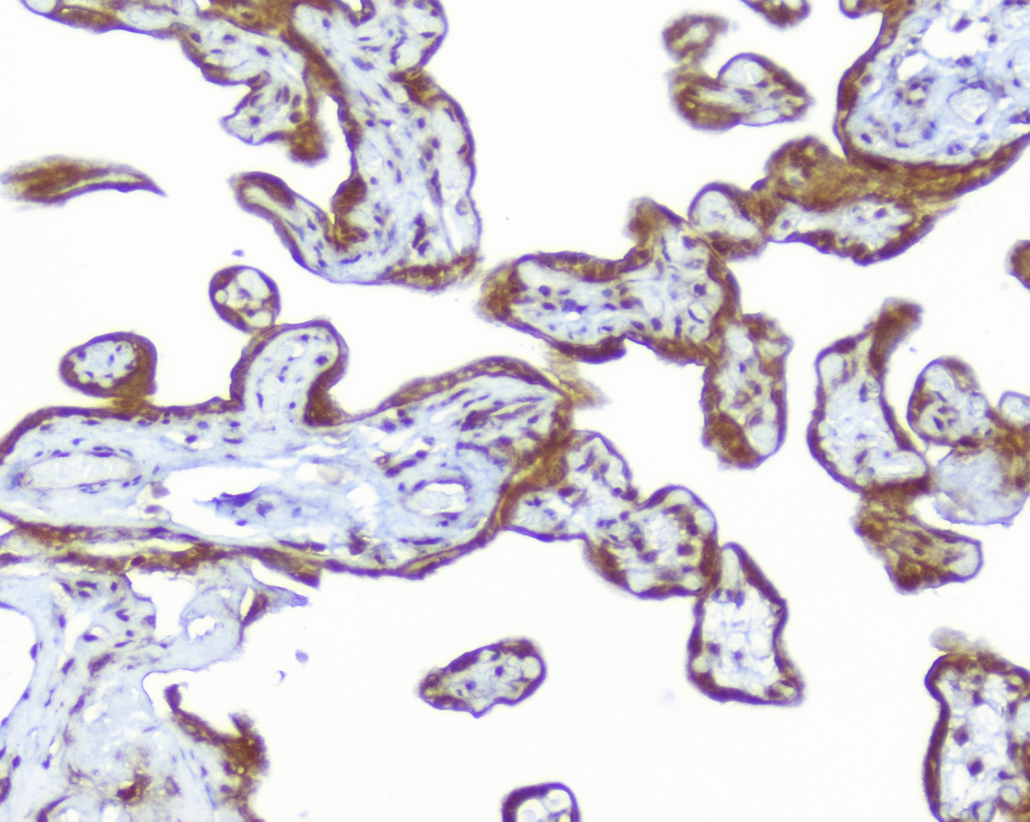 CD46 Antibody (aa366-392)