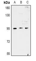 FAM35A + FAM35B Antibody