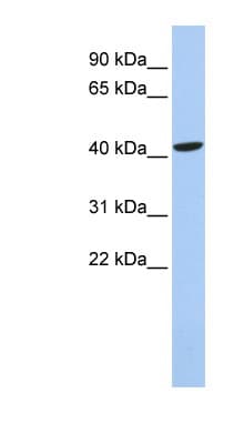 LHX4 Antibody (aa288-337)