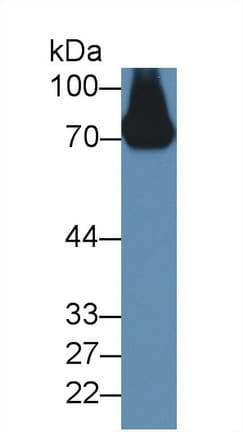 SERPINF2 / Alpha-2-Antiplasmin Antibody (aa348-491, Biotin)